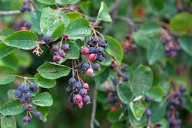 Image result for Amelanchier ovalis