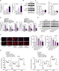 5, jalan yeoh cheang aun, 10400 52 norhashimah & partners. Promoting Role Of Circ Jarid2 Mir 129 5p Celf1 Axis In Cardiac Hypertrophy Gene Therapy