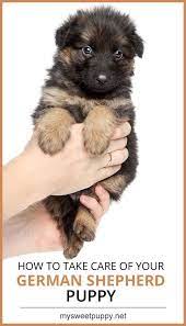 Pin On German Shepherd Funny