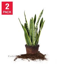 These tropical plants are some of the best indoor air purifiers, removing formaldehyde and nitrogen oxide from interior air each night. 6 Snake Plant 2 Pack Costco