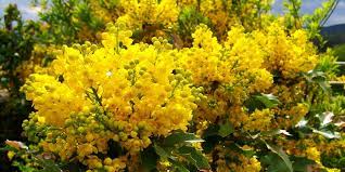 Mahonia Coltivazione E Cura Di Questa Pianta Sempreverde