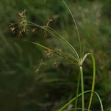 Image result for Cyperus longus