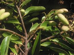 Image result for Maranthes