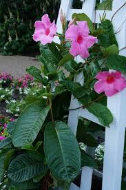 Image result for dipladenie suaveolens obrázek