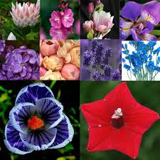 And sure, the name of a flower may not carry a whole lot of symbolism — but the meaning behind your favorite blooms can have a significant impact on the valentine's day gift. Flower Picturess Flower Pictures Beautiful Flowers Names And Pictures
