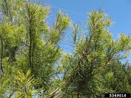 I did not make any booking (i arrived as soon as they opened) and they. What Is A Virginia Pine Tree Learn About Virginia Pine Trees In The Landscape