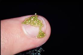 Image result for Wolffia arrhiza