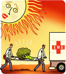 Will California S Drought Bring About 7 Broccoli California Drought Drought Drawing For Kids