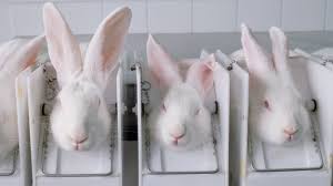 Baby bunnies are the cutest thing ever, but they don't stay that way. New Jersey Help Ban The Sale Of Cosmetics Tested On Animals Animal Legal Defense Fund