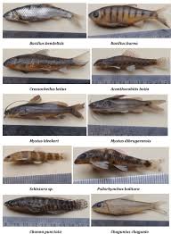 Barilius bendelisis is a fish in genus barilius of the family cyprinidae. Plate 1b