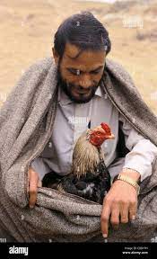 Before a cock fighting, a man is caring for his protégé ( Pakistan Stock  Photo - Alamy