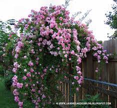 Peggy Martin Rose Blooming Rose Backyard Flowers Climbing Roses