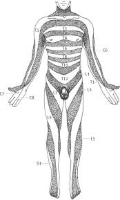 Dermatome An Overview Sciencedirect Topics