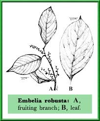 Image result for Embelia