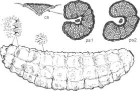 Grub An Overview Sciencedirect Topics