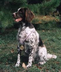 Image result for německý ohař dlouhosrstý