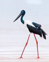 Black Necked Stork It S Summer And Everyone Is Heading To The Beach Including This Long Legged Lady Your Best Birds Stork Pet Birds Wild Birds