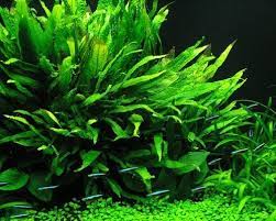 We would like to show you a description here but the site won't allow us. Mengenal Java Fern Aquascape Batang