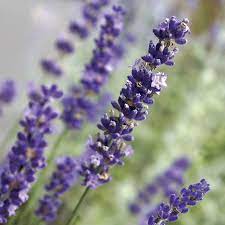 Lavandula Big Time Blue At Jackson Perkins 12 95ea Flower Garden Plans Lavandula Easy Care Plants