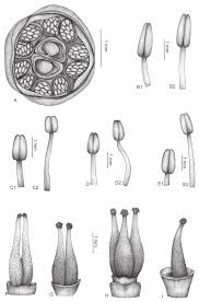 Image result for Cabombaceae