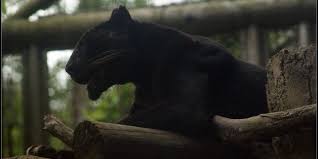The black leopard has been so elusive in africa that only anecdotal sightings have existed since 1909. Yes Black Leopards Actually Have Spots Huffpost
