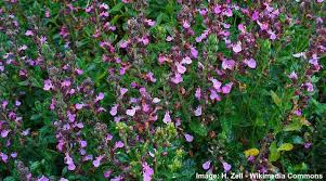 Purple is an extremely popular flower color, with favorites including lavender and aster. Ground Cover Plants With Purple Flowers With Pictures Identification
