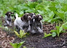 Check spelling or type a new query. German Shorthaired Pointer Growth Chart Puppy Weight Chart