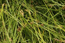 Image result for Schoenoplectiella mucronata