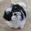 Our tiny teddy bear puppies are family raised (excellent with children) and very well socialized. Https Encrypted Tbn0 Gstatic Com Images Q Tbn And9gcsf4nyn6nhwmlempfvr4pzqvuq Agtwiywer 68ln Dfjt0dqf6 Usqp Cau