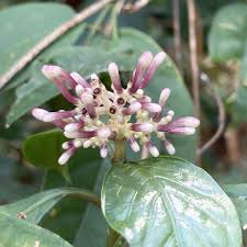 Image result for Chassalia parvifolia