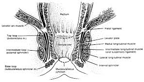 Anal Incontinence Glowm