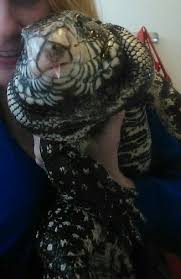 Argentine Black And White Tegu For Sale Ontario Pin By Brian Woodruff On My Babies 3 Cute Reptiles Reptiles Reptile Snakes