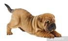 Shar Pei - Wikipedia