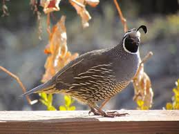 Birds Of North Idaho A North Idaho Local Quail Idaho Wild Kingdom Idahome