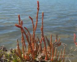 Image result for Salicornia perrieri