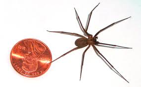 Australian Spiders The 10 Most Dangerous Australian