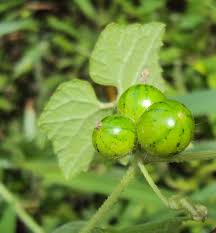 Image result for Cucumis maderaspatanus