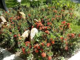 Image result for Ixora narcissodora