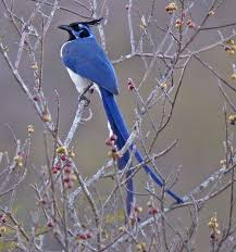 Birds That Look Like Blue Jays But Are Black Passions For Life White Throated Magpie Jay Pet Birds Bird Beautiful Birds
