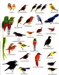 Louisiana Bird Identification Chart Field Guide Picture