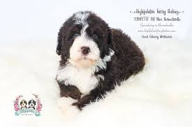 Check spelling or type a new query. F1b Bernedoodle Litters Highfalutin Furry Babies