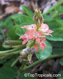 Image result for Indigofera spicata