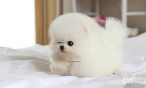 A pomeranian can typically be obtained from a breeder for between about $500 and $6,000, though they are most commonly seen for between $1,000 and $3,000. Teacup Pomeranian Puppies For Sale Micro Toy Pomsky Foufou Puppies