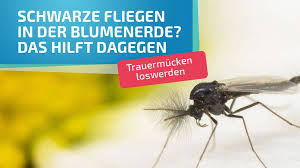 Doch die kleinen fliegen können auch über gekaufte blumenerde in die wohnung gelangen. Kleine Fliegen In Blumenerde Trauermucken Loswerden Das Konnen Sie Tun Bayern 1 Radio Br De