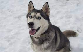 He is a dog of action. Siberian Husky Price Discover This Canine S Cost My Dog S Name