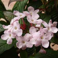 Image result for Chironia gratissima