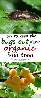 Let's look at family group ings within the insect world relevant to orcharding as a quick means of getting a handle on potential pest situations. How To Keep The Bugs Out Of Your Organic Fruit Trees Organic Fruit Trees Organic Fruit Fruit Garden
