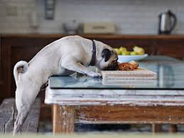 But why does eating meat make you feel good? New Fda Warning Cautions Against Grain Free Dog Food The Atlantic