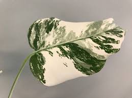 Some more unusual monstera deliciosa variegated. Rare White Variegated Monstera Deliciosa Borsigiana