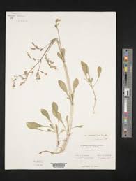 Image result for Silene kiwuensis